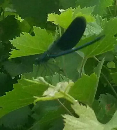 فندق مبيت وإفطار Monte Altore *