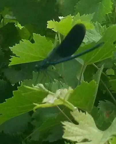 Bed and breakfast Monte Altore *